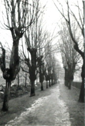 Stadtarchiv Weimar, 60 10-5/22, Blick auf den Fußweg am Asbach, ohne Datum