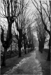 Stadtarchiv Weimar, 60 10-5/22, Blick auf den Fußweg entlang der Asbachstraße, ohne Datum