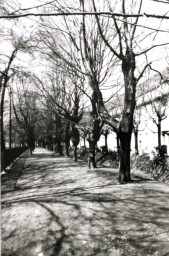 Stadtarchiv Weimar, 60 10-5/28, Blick in die Lindenallee zwischen Schwanseebad und Asbach, wohl 1986