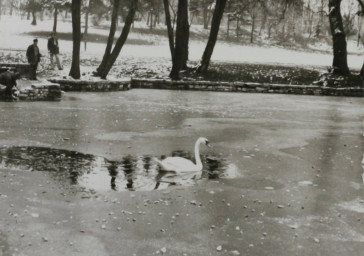 Stadtarchiv Weimar, 60 10-5/30 Bd.2, Blick auf den Weimarhallenteich, ohne Datum