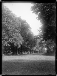 Stadtmuseum Weimar, Eichhorn 633 (K II 038 A), Blick durch eine Baumallee am »Horn«, um 1940