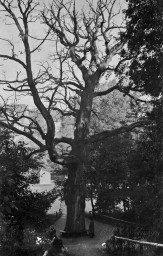 Stephan Liebig, 60 14 K2-272/3, Schießhausholz, um 1900